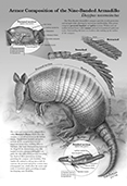 Armor Composition of Nine-Banded Armadillo