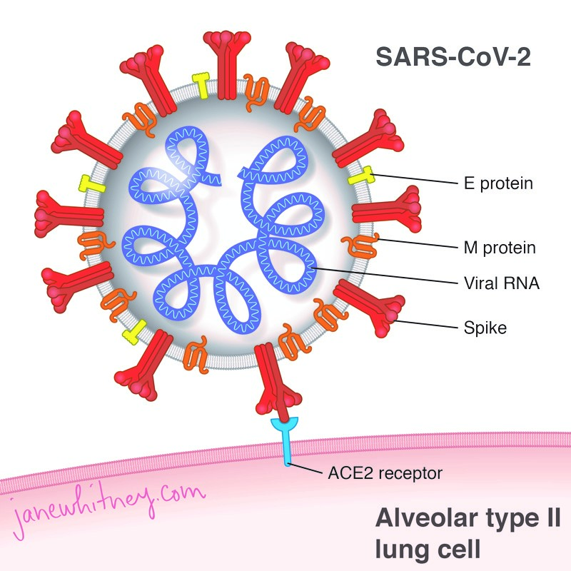 Jane Whitney - SARS-CoV-2 Virus Attaches to Lung Cell image