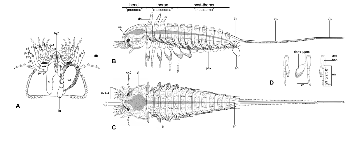 Detailed diagrams of Habelia optata