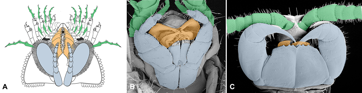 Figure showing convergent evolution of head features between Habelia and predatory mandibulates