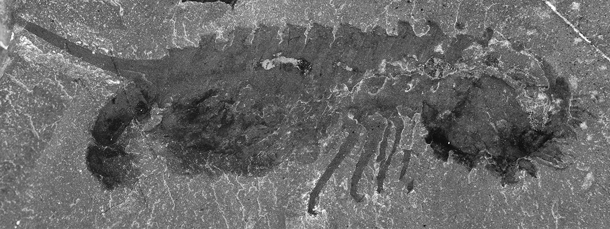Third fossil specimen of Habelia optata from the Royal Ontario Museum.