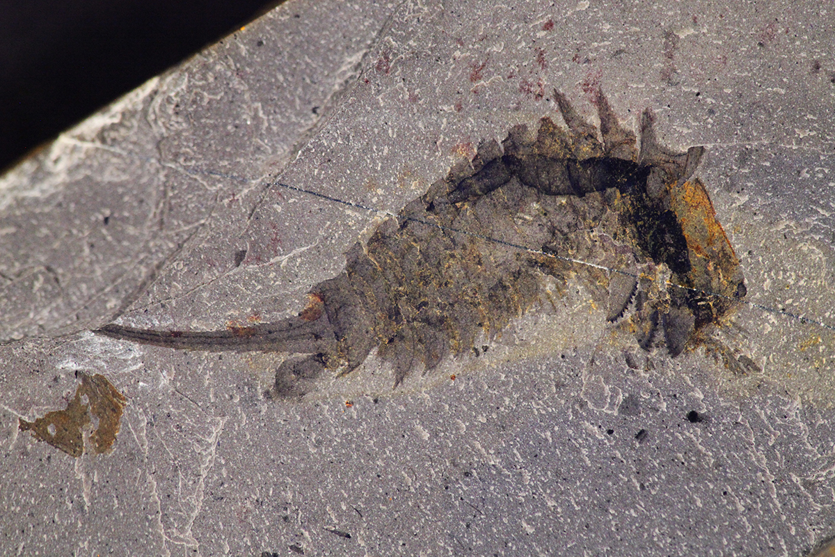 Second fossil specimen of Habelia optata from the Royal Ontario Museum.