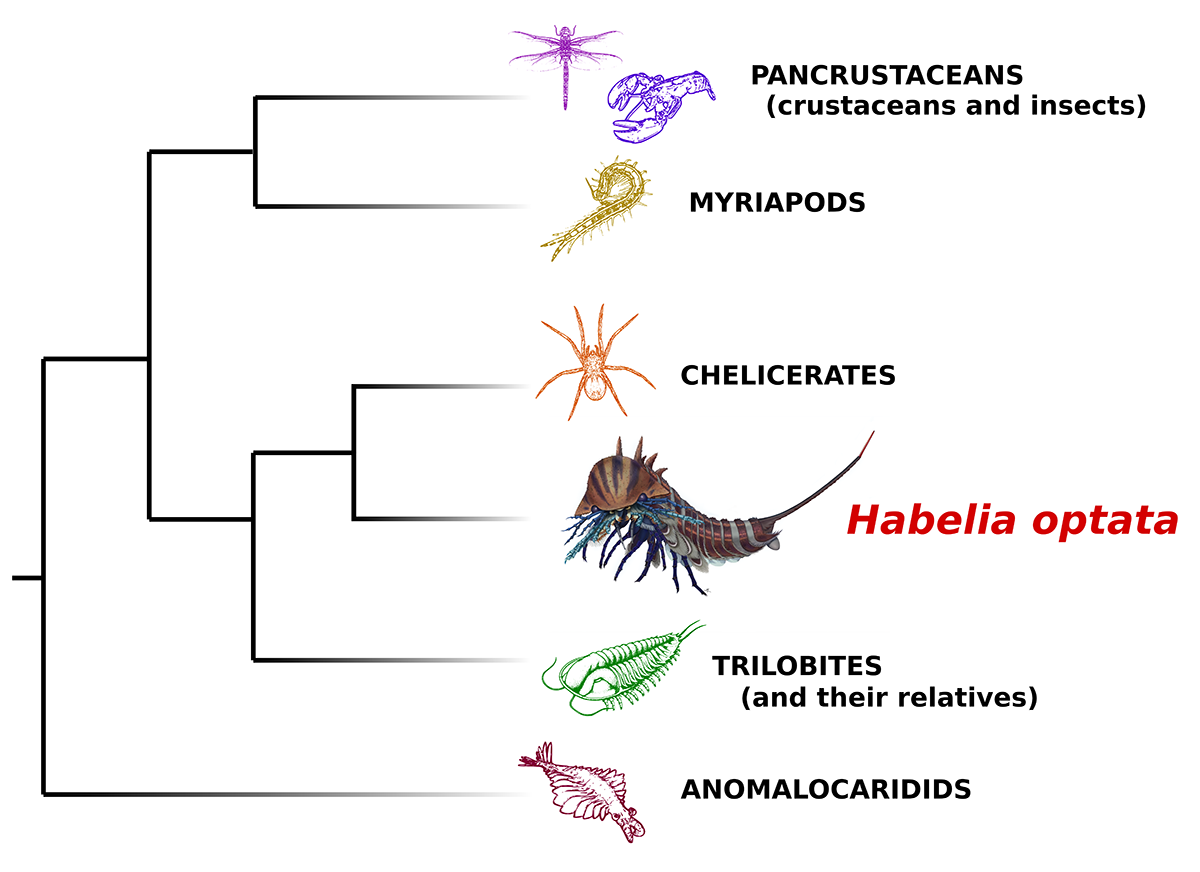 Phylogeny tree showing the relationship of Habelia with other arthropods.