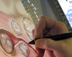 Image of medical illustrator painting